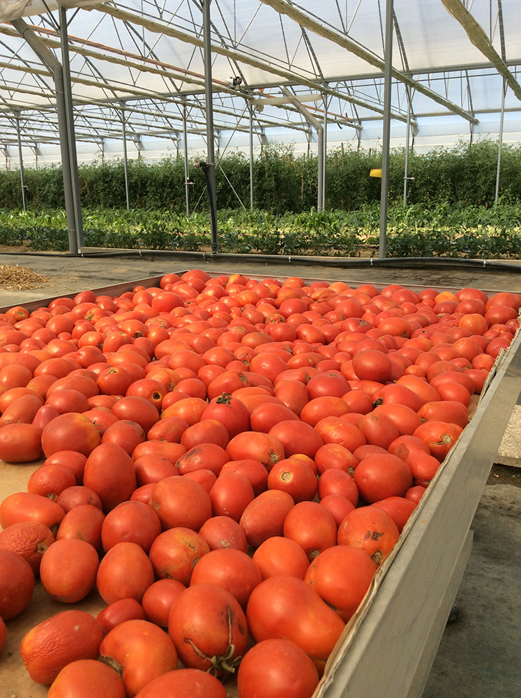 I pomodori che abbiamo raccolto nel 2020